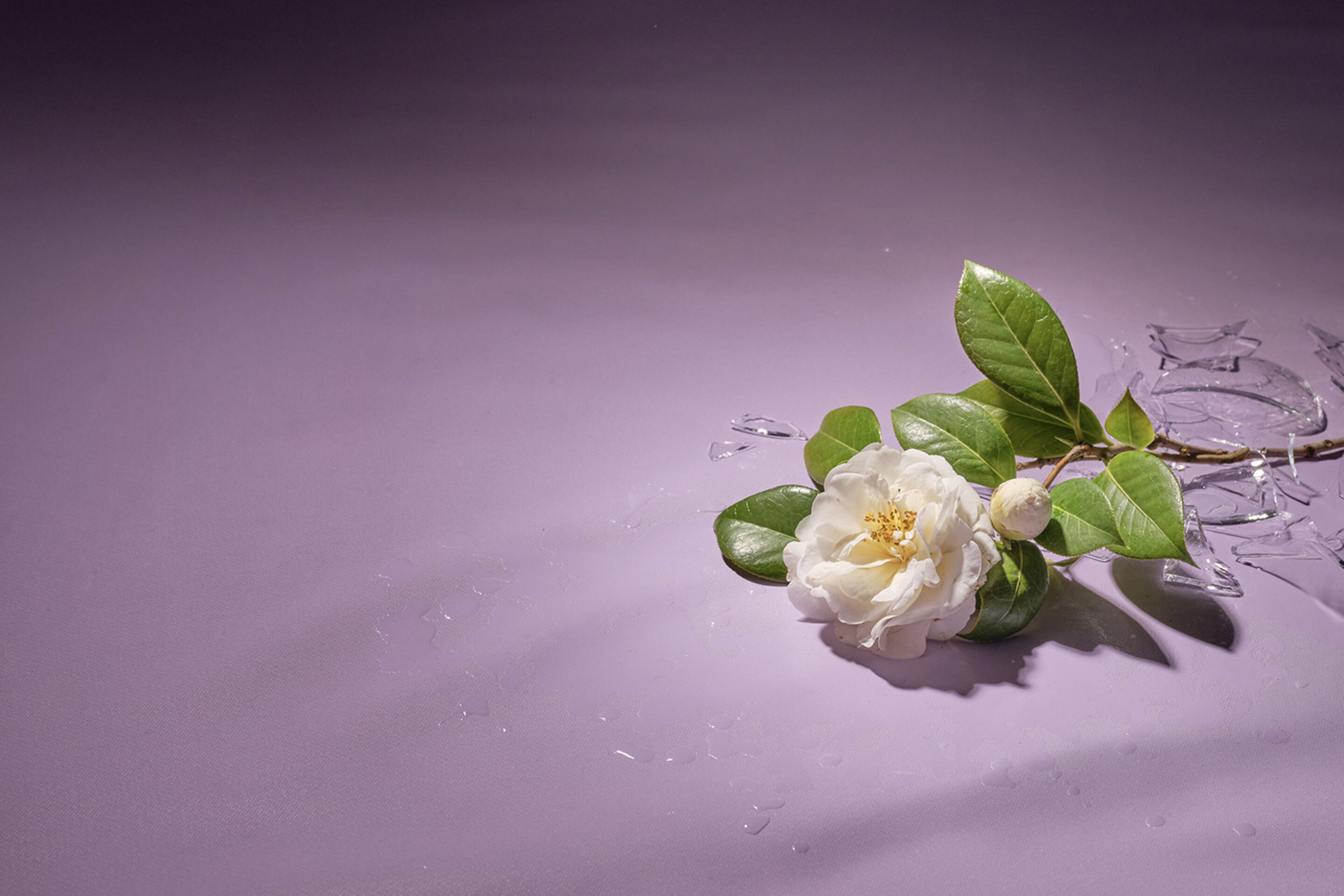 A white flower with green leaves lies on a light purple surface next to scattered shards of a broken glass vase, with water drops around them.
